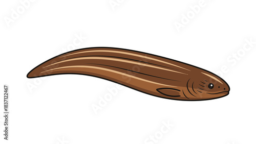 close up of a eel