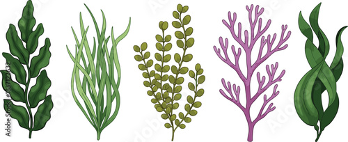 Seaweed illustration, marine algae collection, ocean plants, underwater flora, botanical diversity, green and purple seaweed, aquatic vegetation, coastal ecosystem, sea life