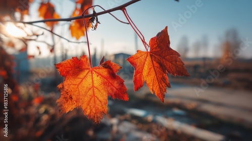 Autumn leaves close up