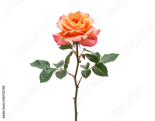 Single Tall Rose Branch Featuring Mixed Orange and Pink Blooms, Minimal Botanical Style, Isolated