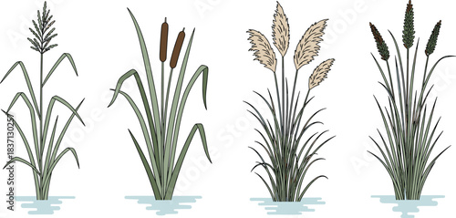 Cartoon-style wetland plants including cattail, pampas grass, aquatic reeds, marsh vegetation, botanical vector illustration, isolated on white background