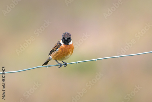 European Stonechat Male Perched on Wire Fence, Villafafila Wetlands