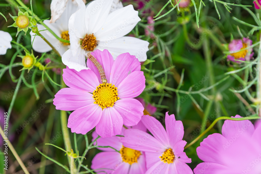 Obraz premium 白とピンクのコスモスに寄り添う芋虫が見える秋の花姿