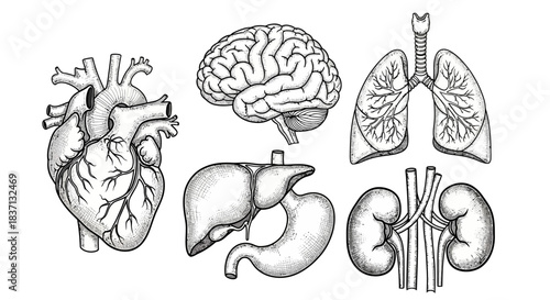 Detailed grayscale illustration of human internal organs including heart, brain, lungs, liver, stomach, and kidneys.