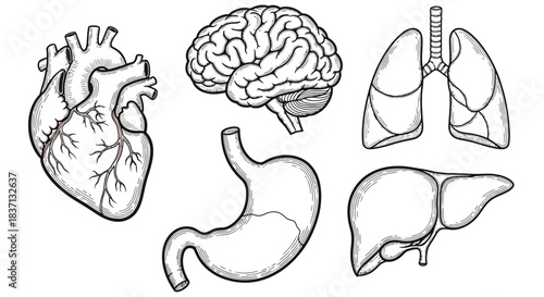 Anatomical illustration showing heart, brain, lungs, stomach, liver, and pancreas with labeled internal organs in a detailed medical diagram.