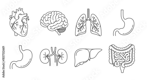 Educational illustration of multiple human organs including heart brain and digestive tract.