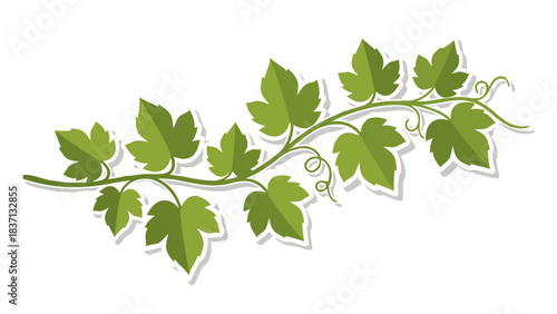 Green Ivy Vine Branch With Detailed Leaves and Curling Tendrils Against a Black Background Simple Decorative Element