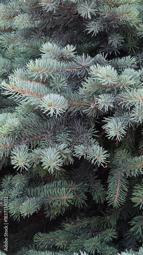 Detailed Close-Up Shot Of The Silvery-Blue Needles And Branches Of A Blue Spruce (Picea Pungens) Tree. Evergreen Conifer Foliage Texture. Natural Background. Vertical