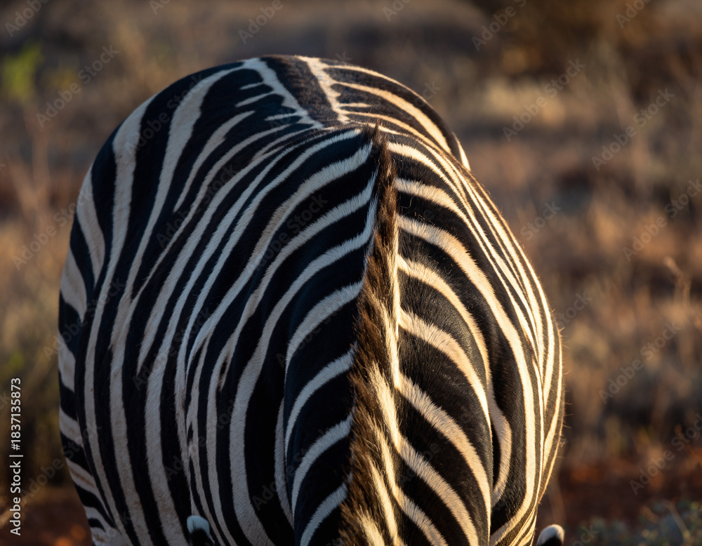 Obraz premium Striking closeup of a zebras unique black and white striped pattern. The play of light and shadow enhances the texture. Evokes concepts like nature, wildlife, and individuality.