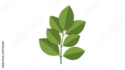 Green Leafy Branch with Detailed Veins and Outline Against a Stark Black Background