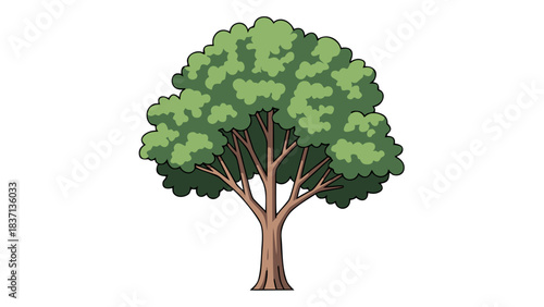 Green Leafy Tree With Brown Trunk Against A Black Background Showing Its Branches And Full Canopy In Sunlight