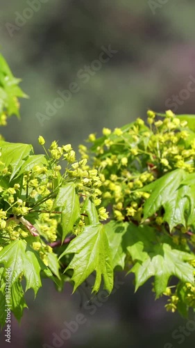 A Maple Tree Branch With Fresh Green Leaves And Clusters Of Small Yellowish Spring Flowers Gently Sways In The Wind. Close Up Of Seasonal Tree Growth. Vertical