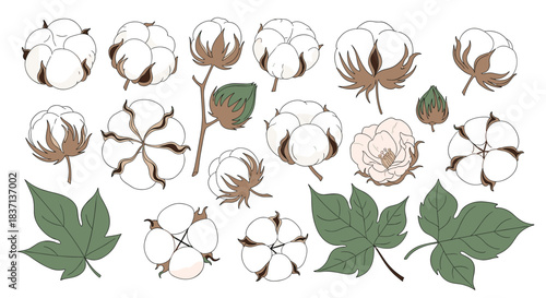 Collection of hand-drawn cotton flower bolls, stems, and leaves in various stages, isolated on a white background for design elements.