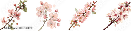Cherry branch with blooming flowers set, delicate petals and buds, in watercolor style, isolated on white background, elegant botanical design.