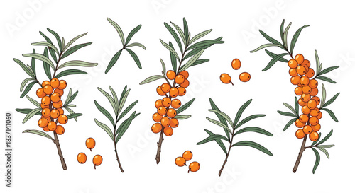 A collection of hand-drawn sea buckthorn branches, leaves, and individual berries, isolated on a white background for botanical designs.