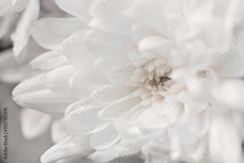 White chrysanthemum petals close-up. Cloud Dancer color trend.