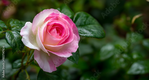 Close up vibrant soft pink and white rose in full bloom with dew drops in lush green garden