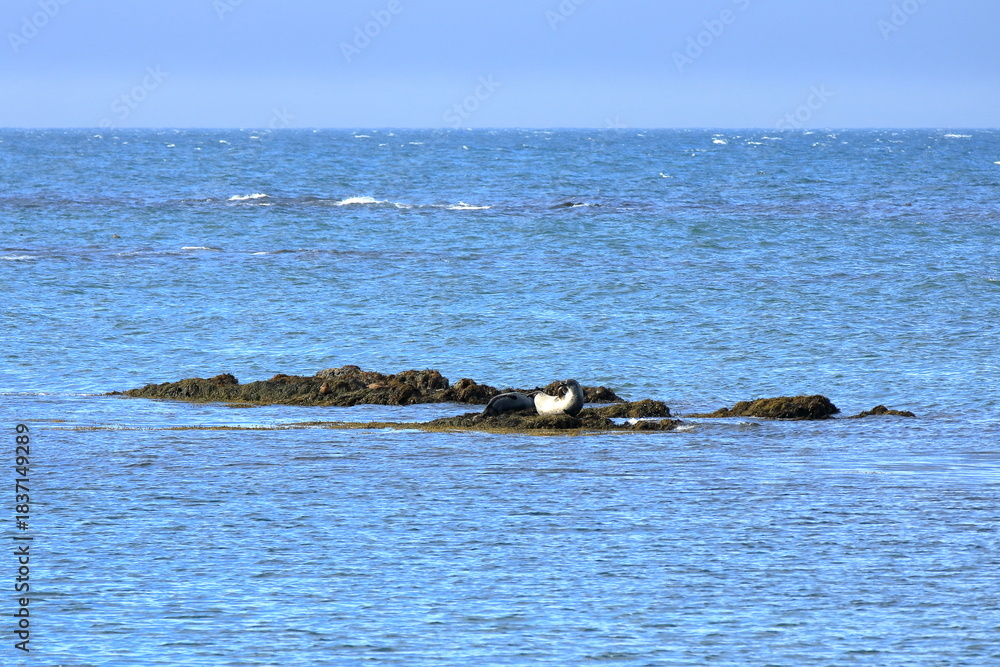 Fototapeta premium seal in Iceland posing near Illugastadir on the Vatnsnes peninsula