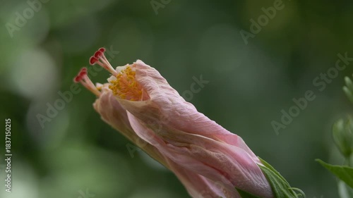 Close-up of closed Hawaiian pink hibiscus 