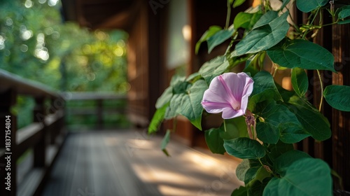 Close up of pink flower with green leaves on wooden structure