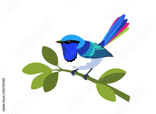 A realistic vector illustration of the Australian tropical superb fairywren, Malurus cyaneus, featuring multicolored feathers against a white background