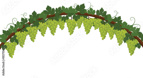 A cheerful illustration of an arching grape vine adorned with vibrant green leaves and plentiful bunches of ripe green grapes, set against a white background.