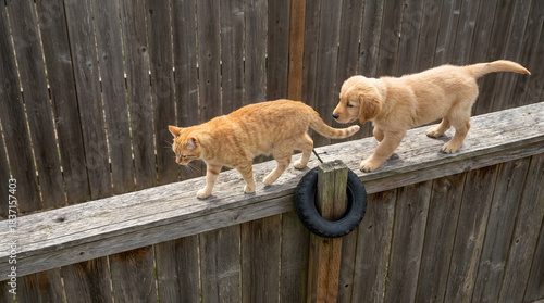 High angled view of puppy trailing a cautious cat along a narrow outdoor fence rail