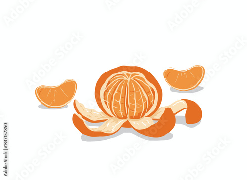 A peeled tangerine featuring mandarin segments or slices, composed of skinless clementine pieces, rendered as a realistic hand‑drawn vector illustration of exotic citrus set against a white