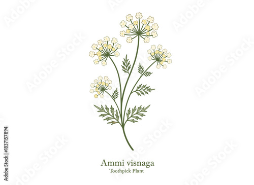 Hand‑drawn on a white backdrop, the elegant blossoms and foliage of Ammi visnaga—also known as the toothpick plant—are depicted in a charming, antique botanical style