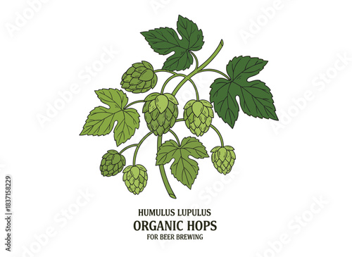 Hand‑drawn botanical illustration of fresh green organic hop buds and foliage, detailing the perennial plant used in beer brewing, set against a white background in a realistic vintage vector style