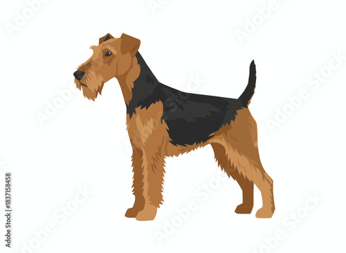 Airedale, Bingley, or Waterside Terrier: a stunning hunting dog with a wiry coat shown from the side, presented as an adorable purebred pet on a white background in a flat cartoon vector illustration