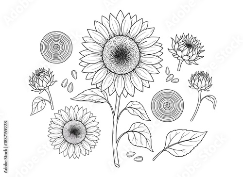 A collection of refined botanical sketches depicting sunflower components, featuring hand‑drawn flowers, buds, seeds, and leaves outlined on a white backdrop, rendered as a monochrome vector