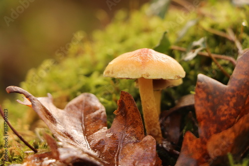 Au cœur de la forêt