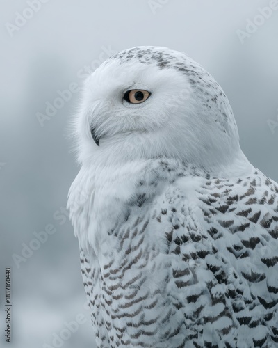 Trendy Cloud Dancer 2026 White Owl Portrait