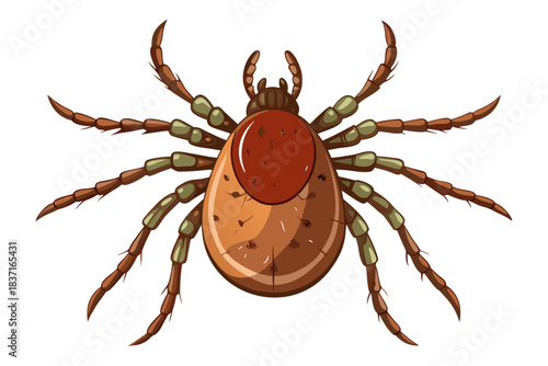 High-quality illustration of a tick insect with realistic detail and color. This vector graphic shows the tick’s body structure, legs, and texture, perfect for educational, scientific, and medical pur