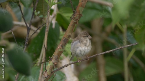 Bird of Mauritius grooming on tree