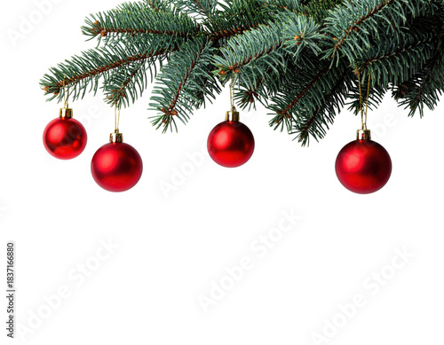 Red Christmas ornament balls hanging from fresh green pine tree branch isolated on transparent background