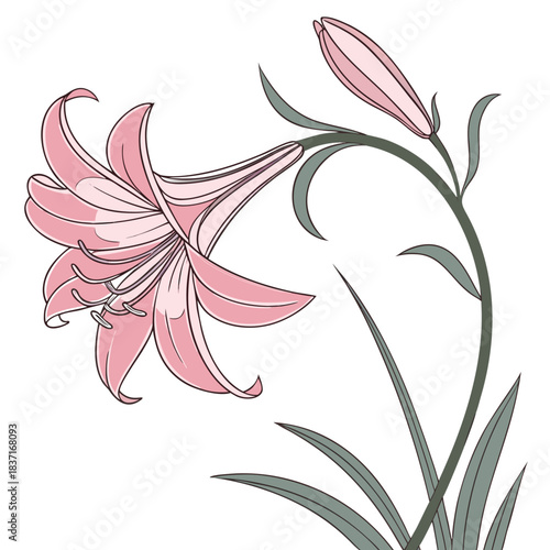 everlasting flower pink on white background 