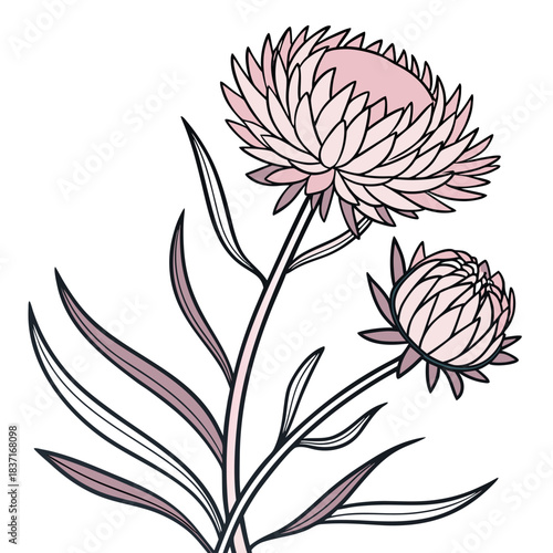 everlasting flower pink on white background 