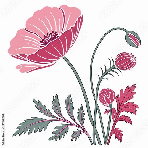 everlasting flower pink on white background 