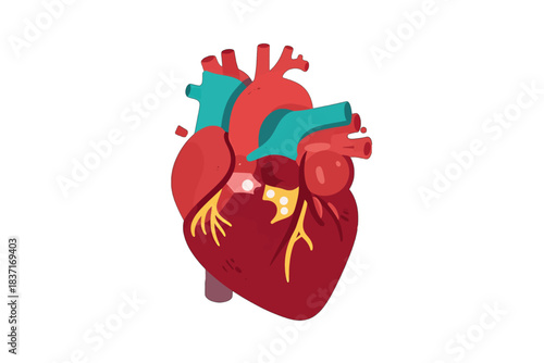 Anatomical Heart Illustration with Blood Vessels in Flat Design