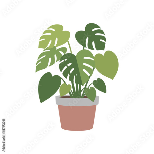 Monstera Deliciosa Plant in a Pot.