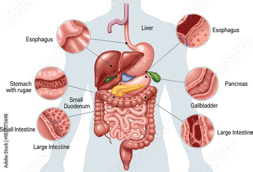 Detailed anatomical illustration of the human digestive system showing organs and close-up views of esophagus, stomach, intestines, pancreas, liver, and gallbladder