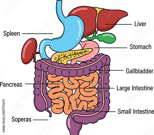 Diagram of the human digestive system showing labeled organs including stomach, liver, intestines, pancreas, spleen, and gallbladder for educational purposes