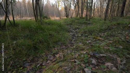Green forest with fallen yellow leaves on the ground