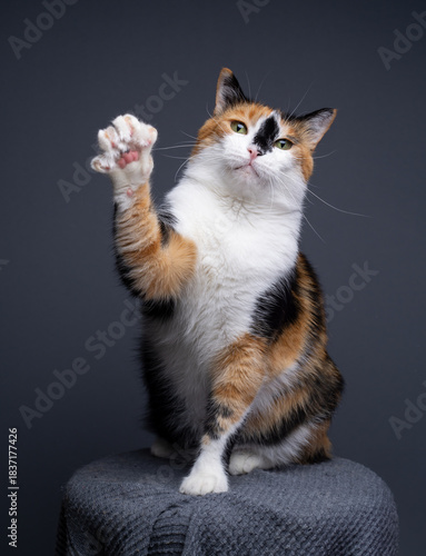 chubby calico cat with paw raised looking at camera on gray background