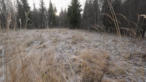 Frost covered dry grass on forest clearing in early winter