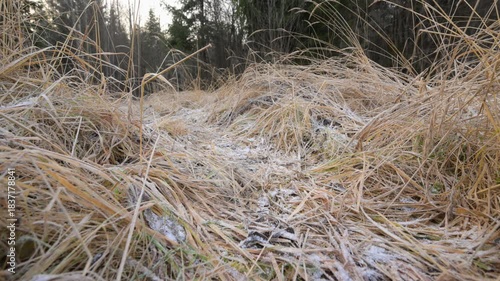Frost covered dry grass on forest clearing in early winter