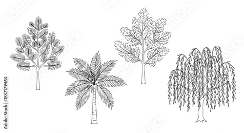 Set of four different tree outlines pine, palm, oak, and weeping willow, hand drawn style