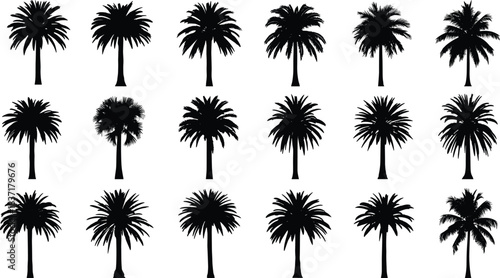 Palm tree silhouette collection, tropical botanical vector set, diverse frond shapes for nature, summer, and landscape design